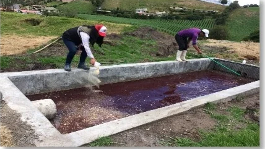Aplicación en camal, Julio Andrade, Carchi