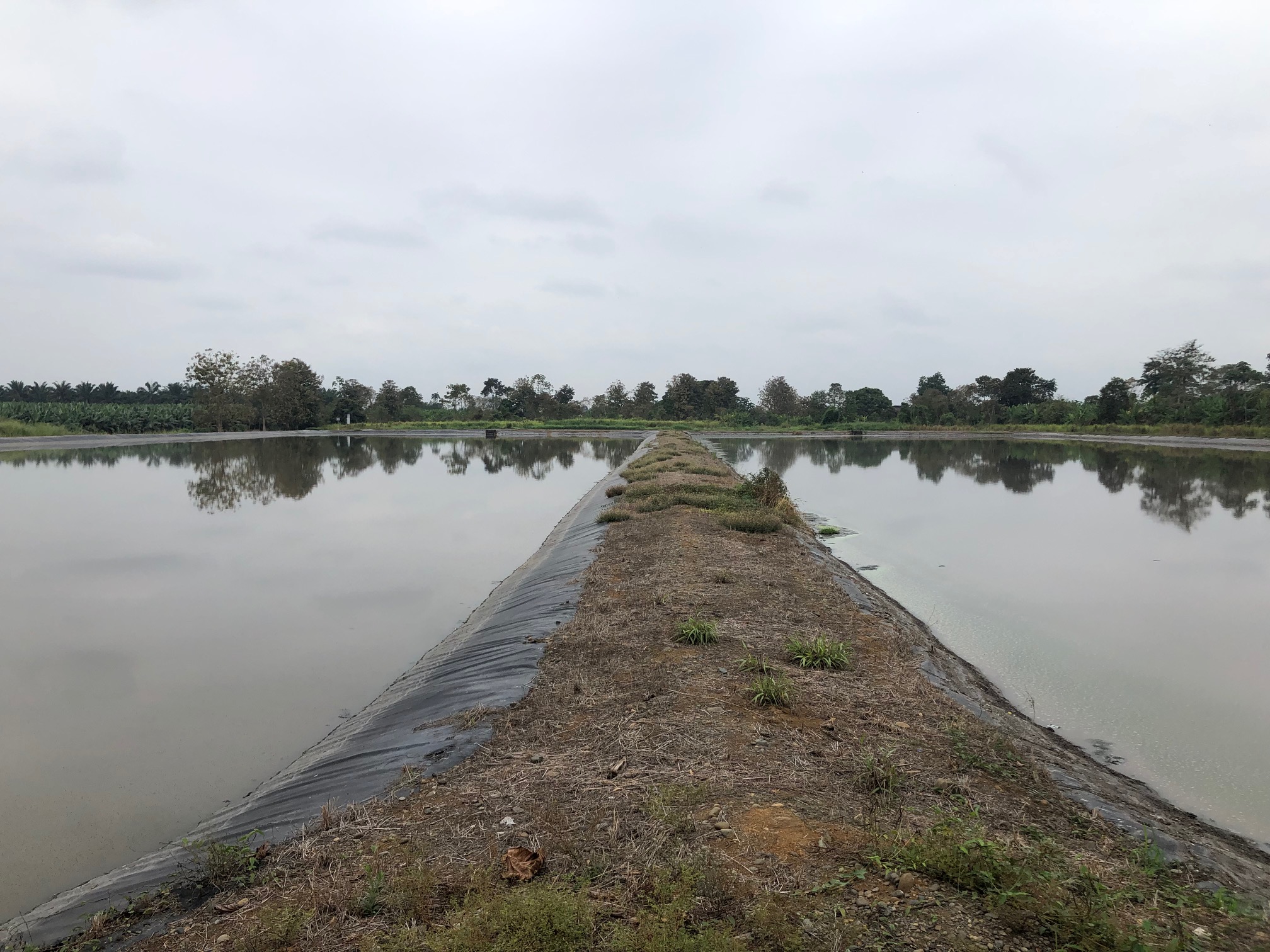 Lagunas después de 85 días